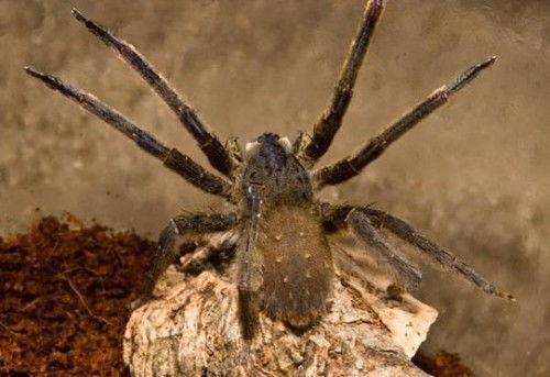 岩浆毒蛛,揭秘神秘岩浆生态中的致命猎手